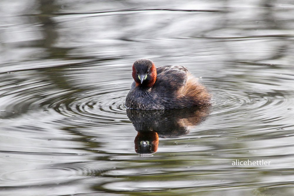 Zwergtaucher (Tachybaptus ruficollis)